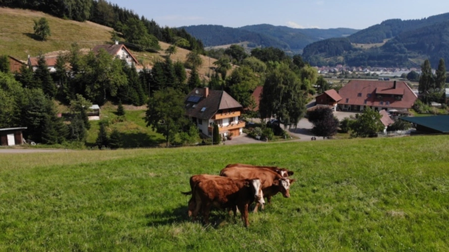 Oberer Strickerhof im Kinzigtal Ortsrandlage