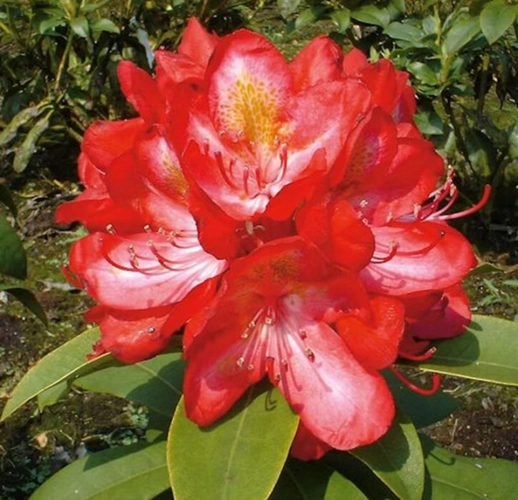 Großblumiger Rhododendron Junifeuer