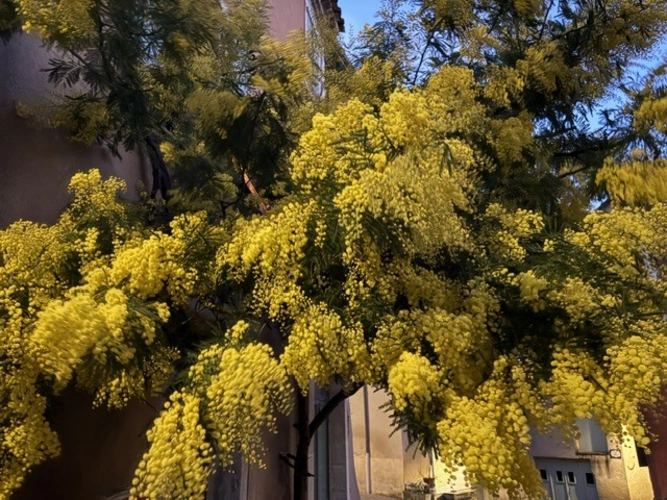 Mimosenblüte im Frühjahr