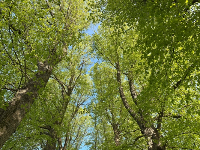 Alleebäume