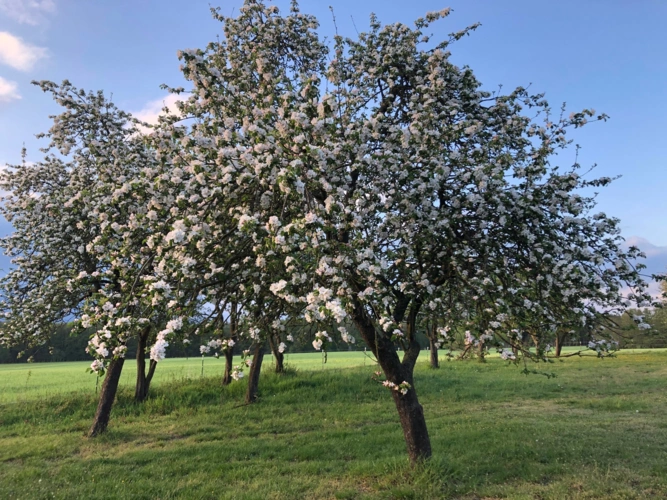 Streuobstwiese